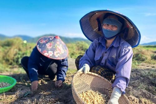Hành tăm 'được mùa - mất giá', đầu ra ế ẩm khiến người dân như ngồi trên lửa