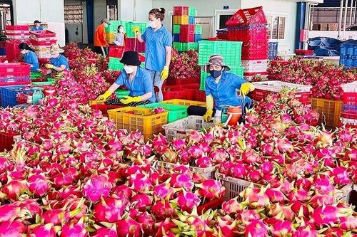Nông sản Việt 'tắc đường' sang châu Âu