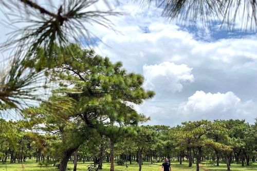 Toàn cảnh rừng thông làm dự án sân golf FLC dang dở, đang điều chỉnh quy hoạch