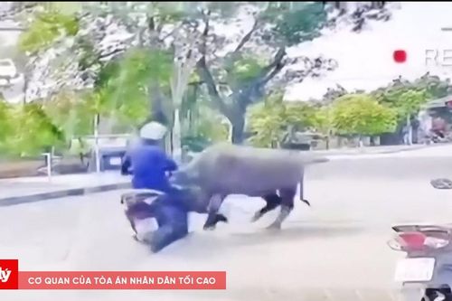 Trách nhiệm bồi thường vụ 'trâu điên' húc người