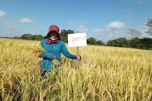 Chuyên gia Việt và những mùa lúa Cuba: Từ cánh đồng vàng dệt tình hữu nghị