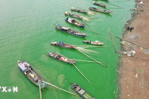 Nước hồ Trị An đổi màu xanh ngắt do ô nhiễm tảo lan rộng