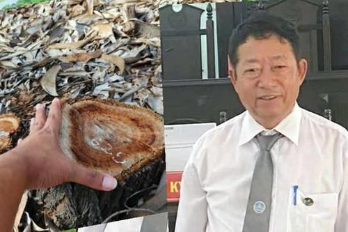 Vụ gần 2,6ha rừng phòng hộ ven biển bị đốn hạ ở Huế: Có dấu hiệu hình sự