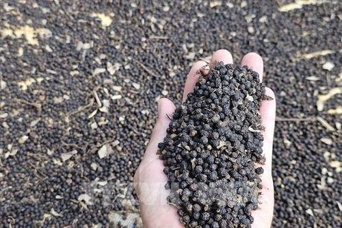 Doanh nghiệp gia vị gặp khó khăn trong việc cấp giấy chứng nhận xuất khẩu