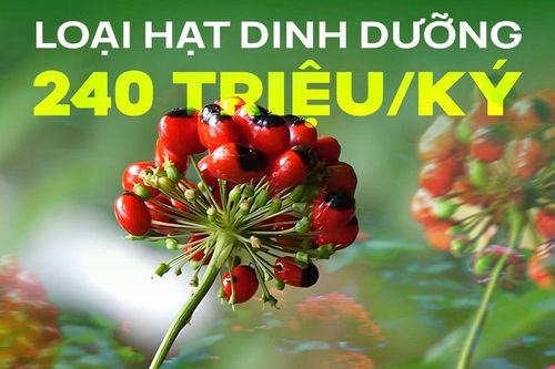 Loại hạt dinh dưỡng đắt bậc nhất thế giới 240 triệu/ký, chỉ có ở Việt Nam