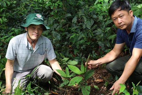 Giữ rừng, trồng sâm dưới tán Pù Rinh