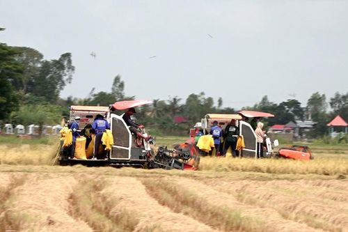 Nông dân thu hoạch lúa hè thu