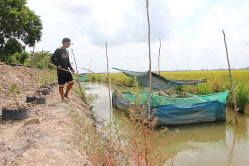 Hiệu quả từ mô hình nuôi cá trên đồng ruộng mùa nước nổi