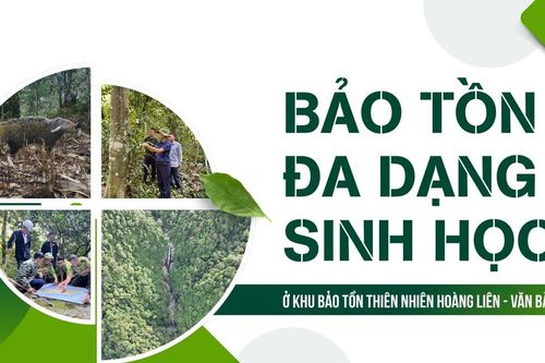 Bảo tồn đa dạng sinh học ở Khu Bảo tồn thiên nhiên Hoàng Liên - Văn Bàn