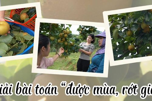 Giải bài toán 'được mùa, rớt giá'