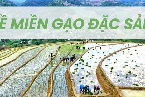 Về miền gạo đặc sản