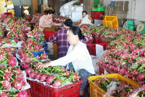 Tổ chức sản xuất thúc đẩy xây dựng nông thôn mới