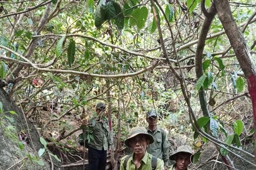 Hộ nhận khoán - 'cánh tay nối dài' trong bảo vệ rừng