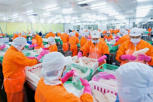 Thủy sản Nam Việt (ANV): Lãi nửa đầu năm tăng 18 lần, hướng đến mức lãi 1.000 tỷ đồng