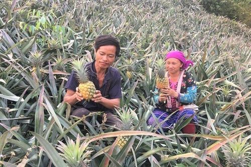 'Điểm tựa' HTX giúp nông dân Mường Chà phát triển kinh tế