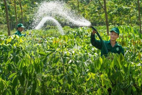 VRG: Đa dạng hóa chiến lược, đột phá hợp tác, dẫn đầu phát triển bền vững