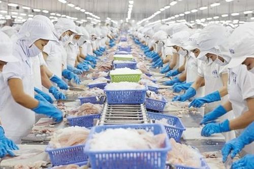Navico (ANV) ước đạt 500 tỷ đồng lãi sau thuế nửa đầu năm 2025, khai phóng thị trường cá tra đến Nam Mỹ