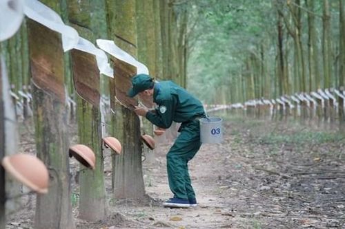 Cao su Tây Ninh (TRC) báo lãi bán niên 2025 tăng gấp 3,7 lần cùng kỳ