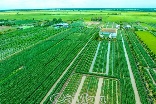 Mùa bắp ngọt trên đất Phước Long