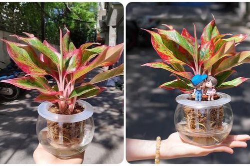 Loại cây 'trấn trạch' ngôi nhà, xua đuổi năng lượng tiêu cực giúp cả họ trăm năm vẫn giàu