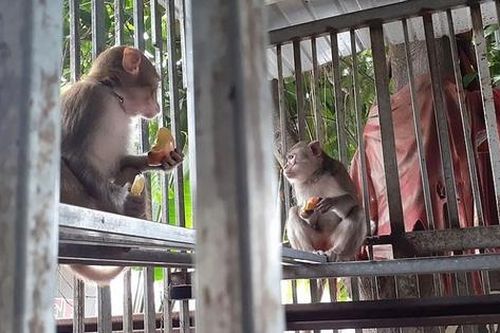 Gặp động vật hoang dã cần giải cứu, phải làm gì?