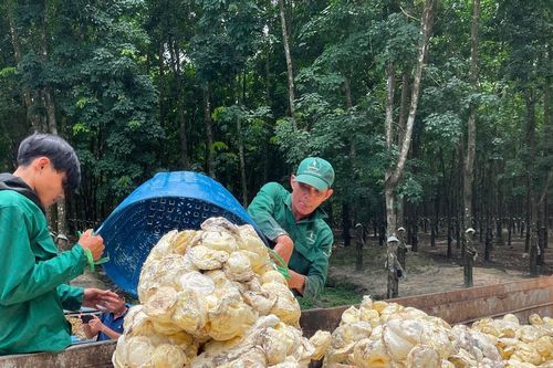 Hành trình vươn xa của cây cao su ViệtBài 1: Gần 20 năm bén duyên trên xứ 'Chùa Tháp'