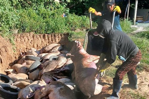Gia Lai thành lập 4 chốt kiểm soát liên ngành ngăn chặn dịch bệnh động vật