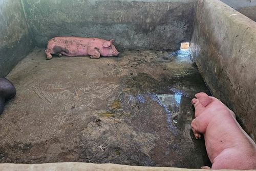 Huế: Một xã ghi nhận hơn 100 con lợn chết, người dân đào hố để tiêu hủy