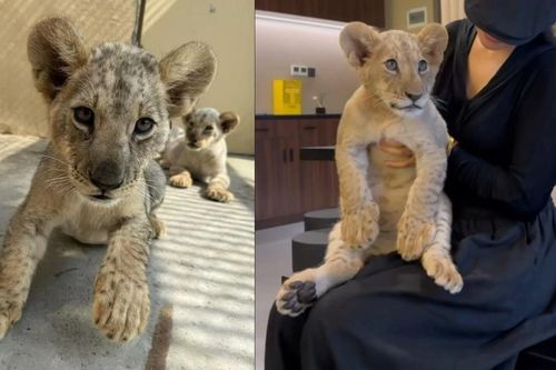 Dịch vụ ôm sư tử khi uống trà gây tranh cãi ở Trung Quốc