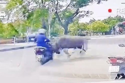 Đưa vào lò mổ trâu sổng chuồng húc người ở Thanh Hóa