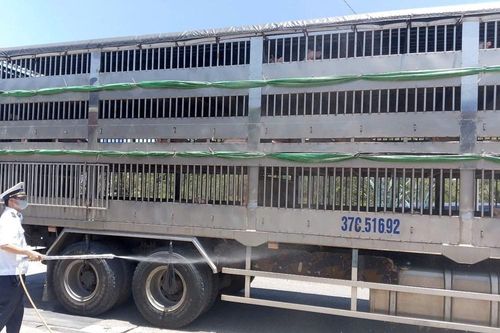 Gia Lai thành lập 'nóng' 4 chốt kiểm soát dịch bệnh động vật liên ngành