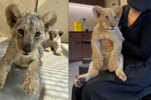 Nhà hàng Trung Quốc gây tranh cãi vì cung cấp dịch vụ ôm.. sư tử con