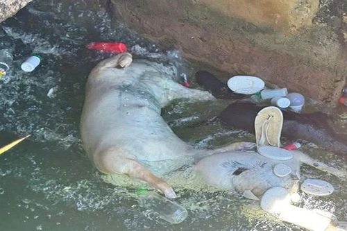 Đà Nẵng: Phát hiện nhiều xác lợn chết vứt trôi trên kênh giữa lúc bệnh dịch tả lợn châu Phi đang bùng phát