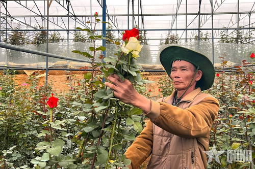 Tỷ phú hoa hồng dưới chân núi Langbiang