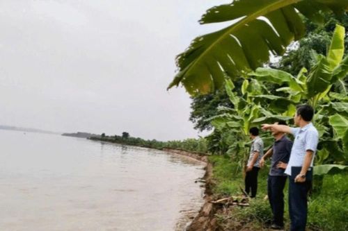 Bờ sông Thao ở Phú Thọ sạt lở nghiêm trọng