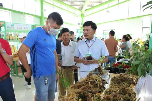 Đà Nẵng tạm dừng tổ chức Lễ hội quốc tế sâm Ngọc Linh năm 2025, dự kiến dời sang 2026