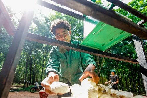 Giọt mủ cao su nghĩa tình chảy trên đất bạn Campuchia