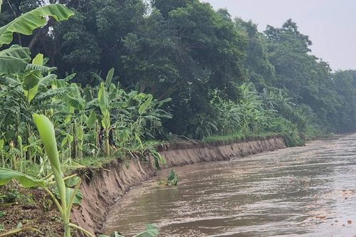 Bờ sông Thao sạt lở nghiêm trọng