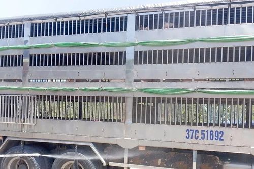 Gia Lai thành lập 4 chốt kiểm soát dịch bệnh động vật