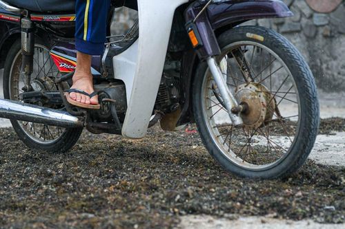 Rau lạ phơi đầy đường cho xe cán qua lại ở Lý Sơn hóa ra là đặc sản đắt đỏ
