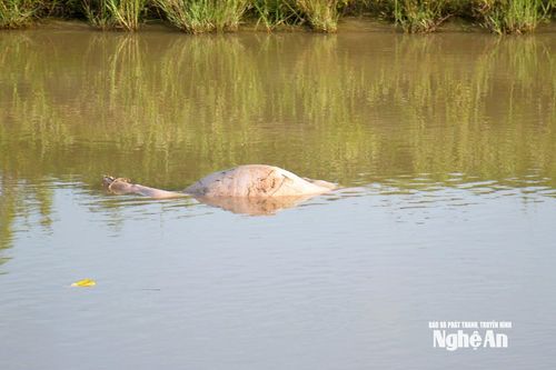 Tiếp diễn tình trạng vứt lợn chết ra môi trường và nguồn nước