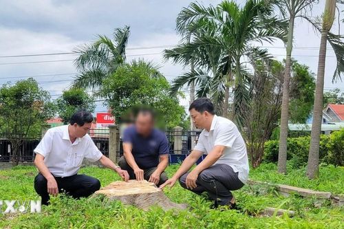 Gia Lai: Làm rõ trách nhiệm trong vụ chặt hạ 17 cây xanh tại trụ sở UBND xã