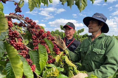 Nông hộ trồng cà phê vướng quy định EUDR vì thiếu giấy tờ, khó truy xuất