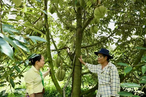 Vụ thu hoạch trái cây hè gặp khó