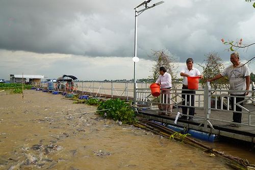 Người dân Đồng Tháp bảo vệ, chăm sóc đàn cá tự nhiên trên sông Tiền