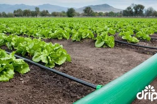 Top 5 loại ống phổ biến dùng trong hệ thống tưới bạn nên biết