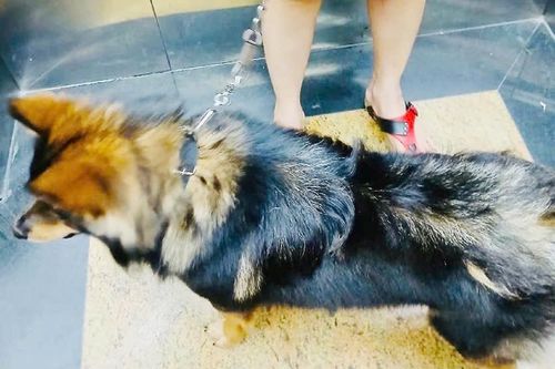 Nuôi thú cưng ở chung cư: Quyền lợi phải đi kèm trách nhiệm