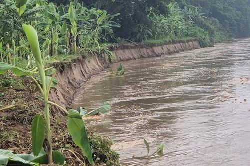 Phú Thọ: Sạt lở bờ sông Hồng nghiêm trọng đoạn xã Lâm Thao