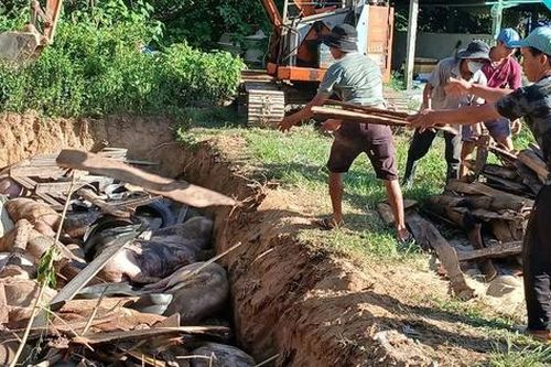 Gia Lai lập bốn chốt trực chiến 24/24h ngừa dịch tả lợn châu Phi thâm nhập
