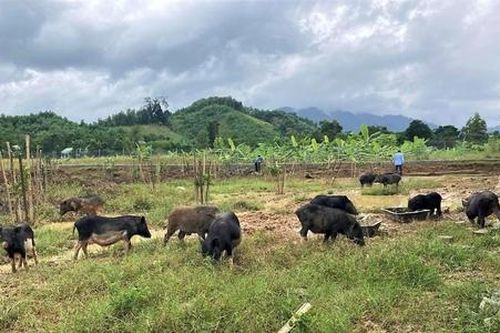 Mở hướng thoát nghèo bền vững ở La Dêê sau sáp nhập